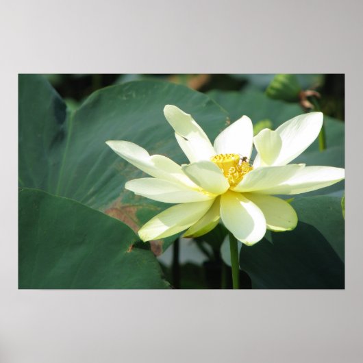 池シリーズの一日 ポスター (正面)