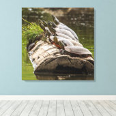 池色彩の鮮やかに浮かぶ亀 キャンバスプリント (インサイチュ (ウッドフロア))