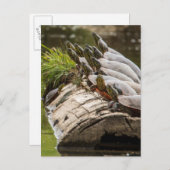 池色彩の鮮やかに浮かぶ亀 ポストカード (正面/裏面)