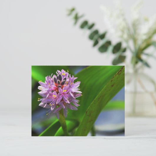 池花 ポストカード (スタンド正面)