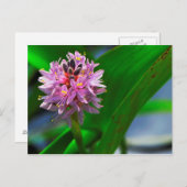 池花 ポストカード (正面/裏面)