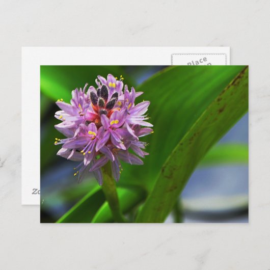 池花 ポストカード (正面/裏面)