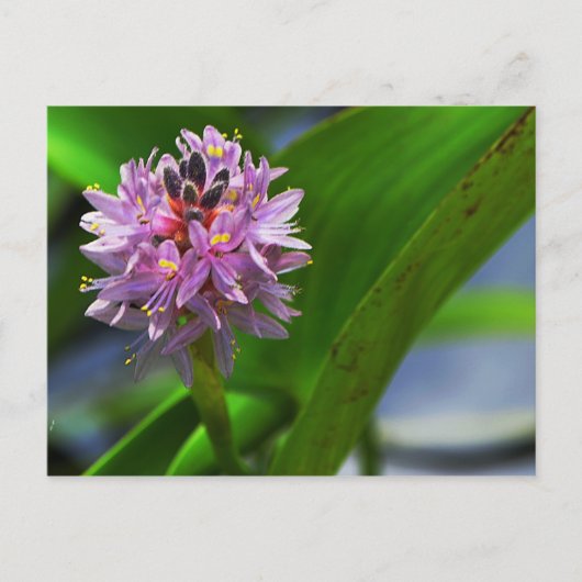 池花 ポストカード (正面)