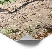 池近くのオカピ ポスター (角)