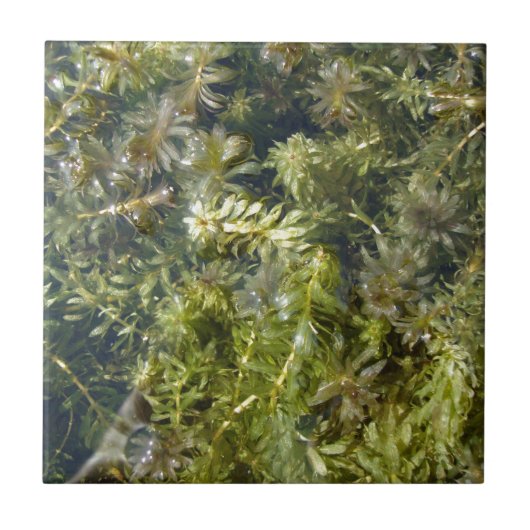池雑草(または、"緑豊かな池Plantlife") タイル (正面)