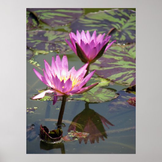 池 ポスター (正面)