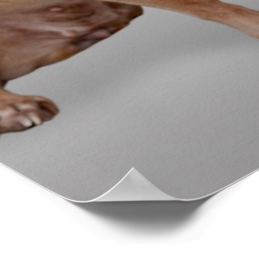 決してストップ可愛いちふ風変わりうである ポスター (角)