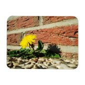 決定されたタンポポ磁石 マグネット (横)