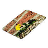 決定されたタンポポ磁石 マグネット (左側)