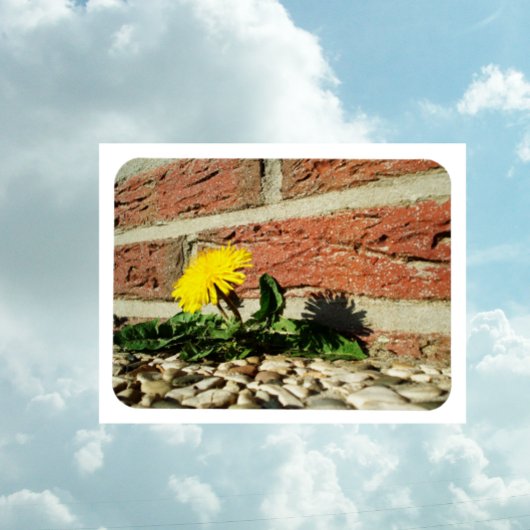 決定されたタンポポ磁石 マグネット