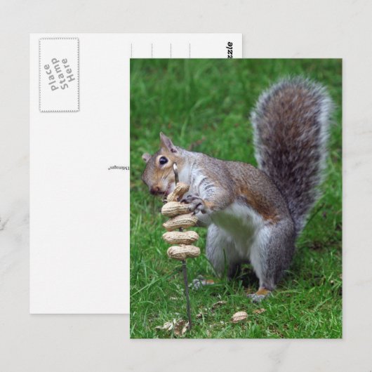 決定リス ポストカード (正面/裏面)