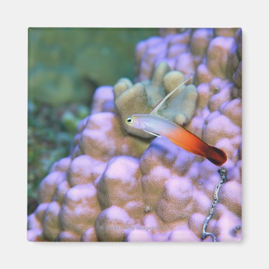沖縄県沖縄市の火矢の魚のクローズアップ マグネット (正面)