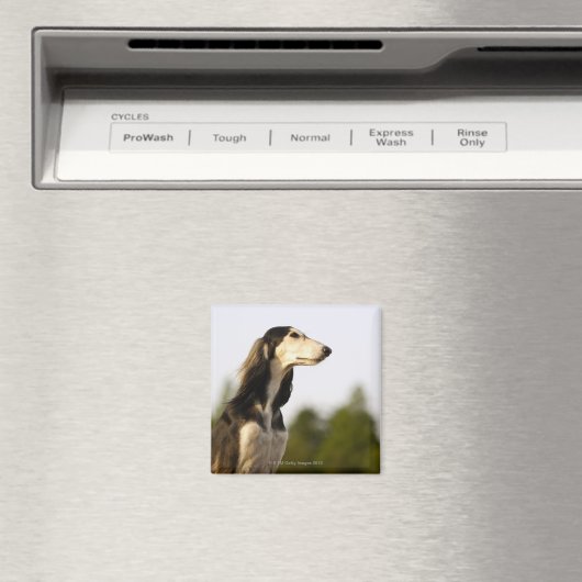 沙流木 マグネット (インサイチュ (食洗機))