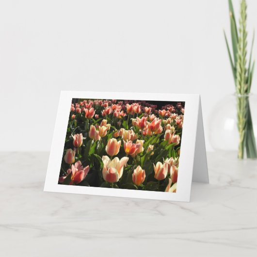 沢山のチューリップ シーズンカード (正面)