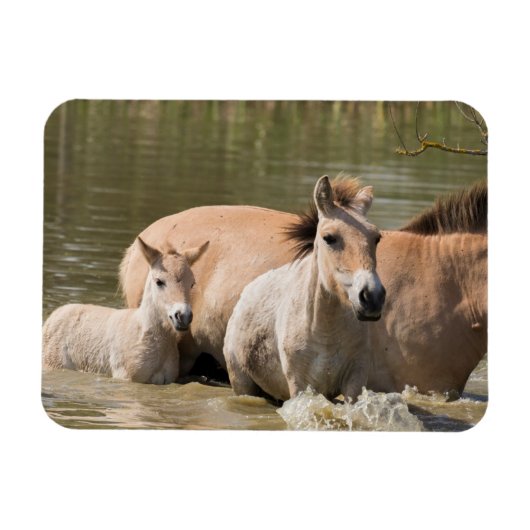 河を渡る仔馬を伴ったメスのウマ マグネット (横)