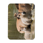 河を渡る仔馬を伴ったメスのウマ マグネット (縦)