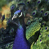 河口の爽やかなムース キャンバスプリント