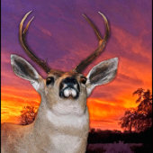 河口の爽やかなムース キャンバスプリント