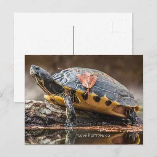 河口亀はがき ポストカード (正面/裏面)