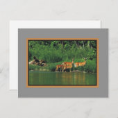 河岸に沿うシカ ポストカード (正面/裏面)