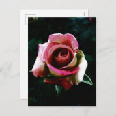 油絵を描レッドローズ シーズンポストカード (正面/裏面)