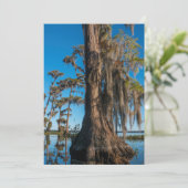 沼のヒノキの木 サンキューカード (スタンド正面)