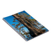 沼のヒノキの木 ノートブック (右側)