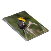 沼の印象的な黄色い頭のブラックバード ノートブック (右側)