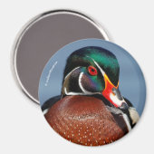 沼の美しいペンシブな木のアヒル マグネット (正面/裏面)