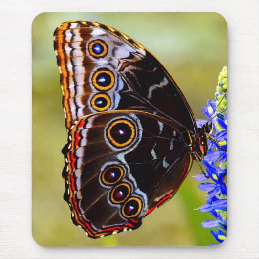 沼の蘭の青いモルフォの蝶 マウスパッド (正面)