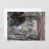 沼を通る長い道 ポストカード (正面/裏面)