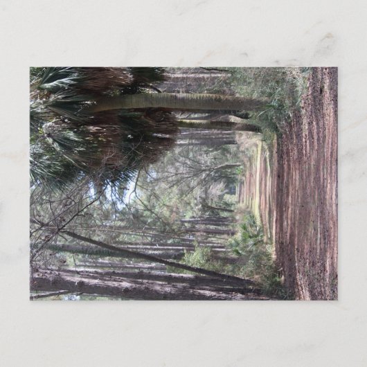 沼を通る長い道 ポストカード (正面)