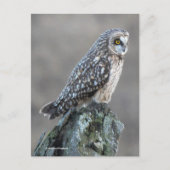 沼地に生息するミミミズク ポストカード (正面)