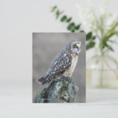 沼地に生息するミミミズク ポストカード (スタンド正面)