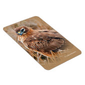 沼地の美しい北ハリアホーク マグネット (右側)