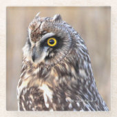 沼地素晴らしに生息する短耳フクロウ ガラスコースター (正面)