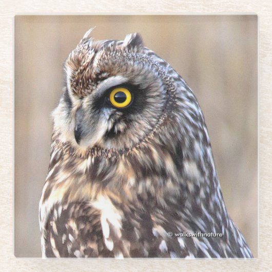 沼地素晴らしに生息する短耳フクロウ ガラスコースター (正面)