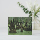 沼水から立ち上がる禿げたヒノキの膝 ポストカード (スタンド正面)