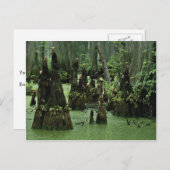 沼水から立ち上がる禿げたヒノキの膝 ポストカード (正面/裏面)