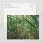 沼沢の草 ポストカード (正面/裏面)