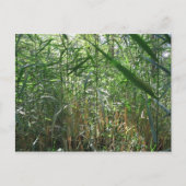 沼沢の草 ポストカード (正面)