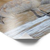 沼素晴らしに浮かぶサンドヒルクレーン フォトプリント (角)