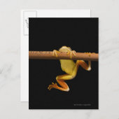 沼蛙(Limnonectes Leytensis) ポストカード (正面/裏面)