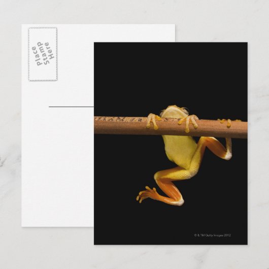 沼蛙(Limnonectes Leytensis) ポストカード (正面/裏面)