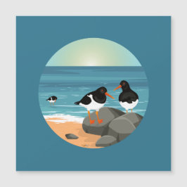 沿岸のオスターキャッチャー