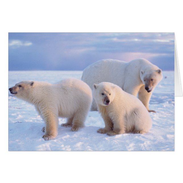 沿岸の流氷上の子グマを伴うホッキョクグマの雌 (正面横)