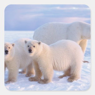 沿岸の流氷上の子グマを伴うホッキョクグマの雌 スクエアシール
