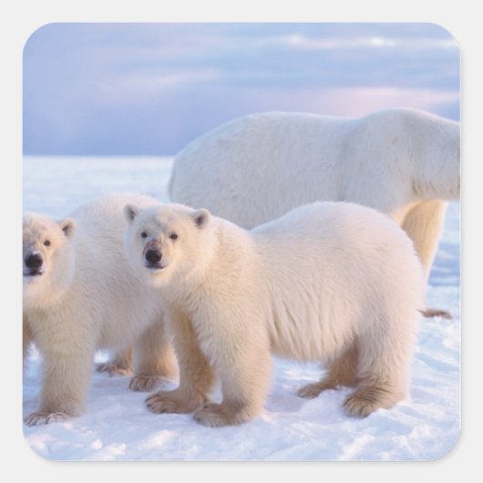 沿岸の流氷上の子グマを伴うホッキョクグマの雌 スクエアシール (正面)