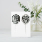 沿岸の馬蹄蟹 ポストカード (スタンド正面)