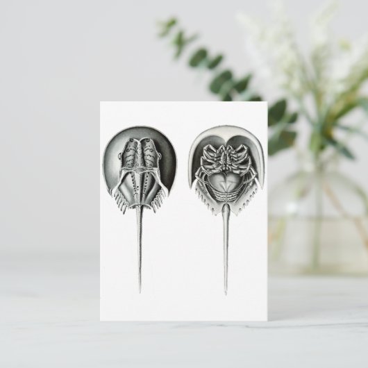 沿岸の馬蹄蟹 ポストカード (スタンド正面)